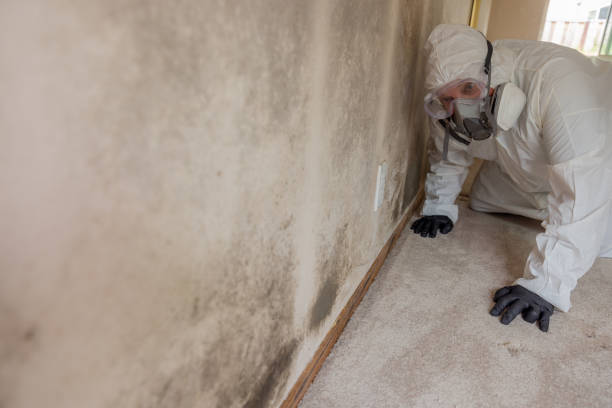 Best Mold Damage Restoration in Weldon, CA